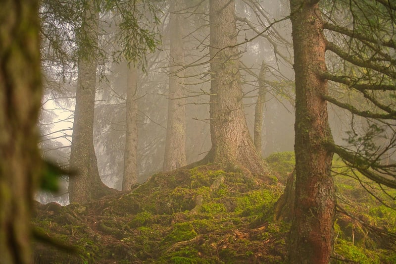 Forest Enclaves